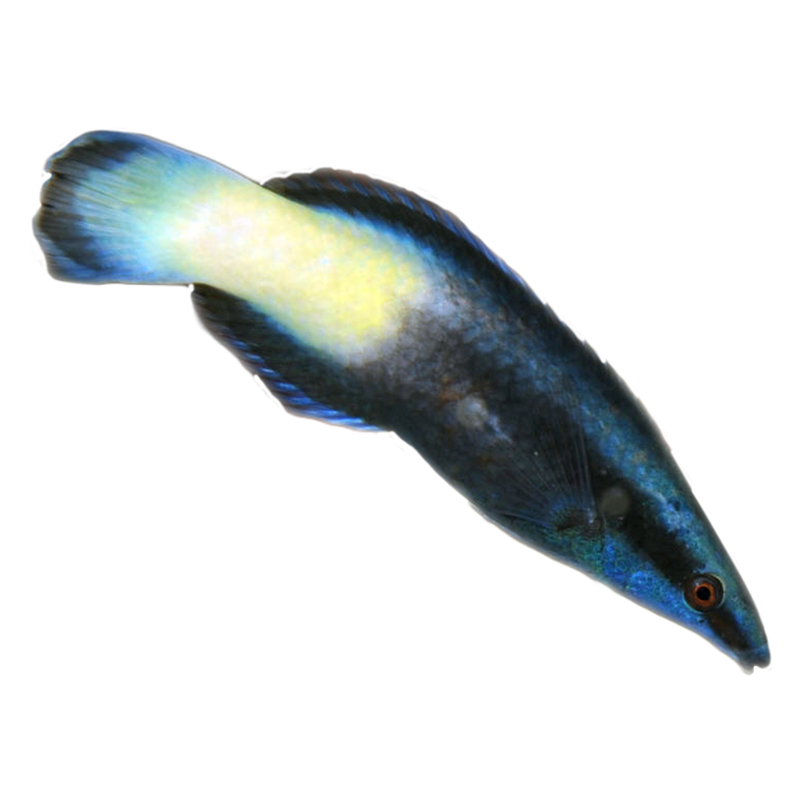 Bicolor Cleaner Wrasse