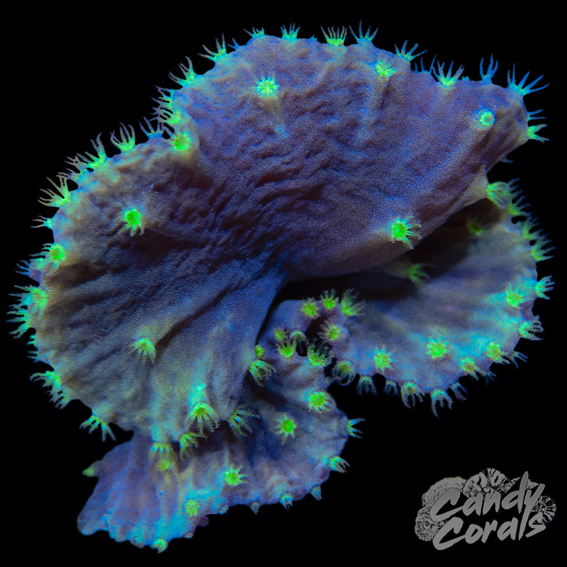 Green Cabbage Leather Frag