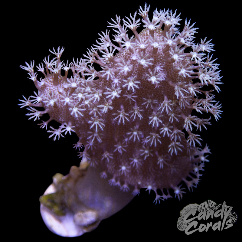 Large Sarcophyton Leather Frag