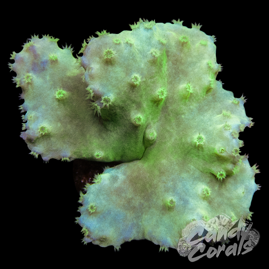 Neon Green Cabbage Leather Frag