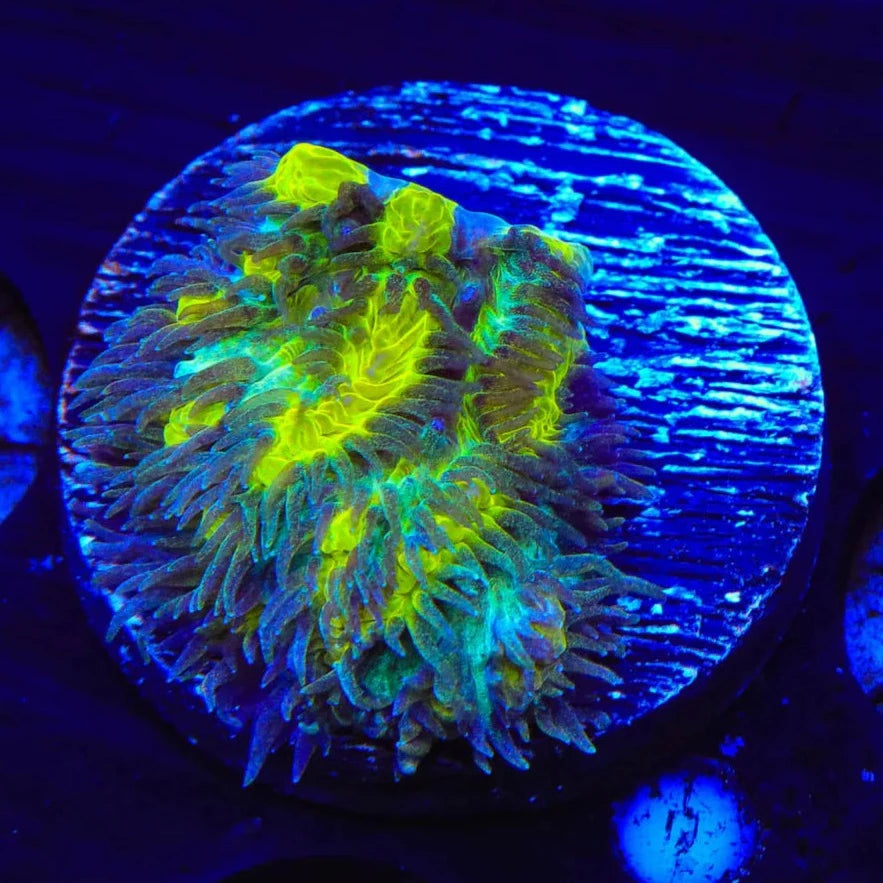 Lemon Frost Hydnophora Frag B54