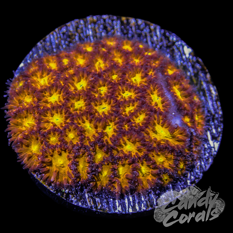 JF Spitfire Leptastrea Frag