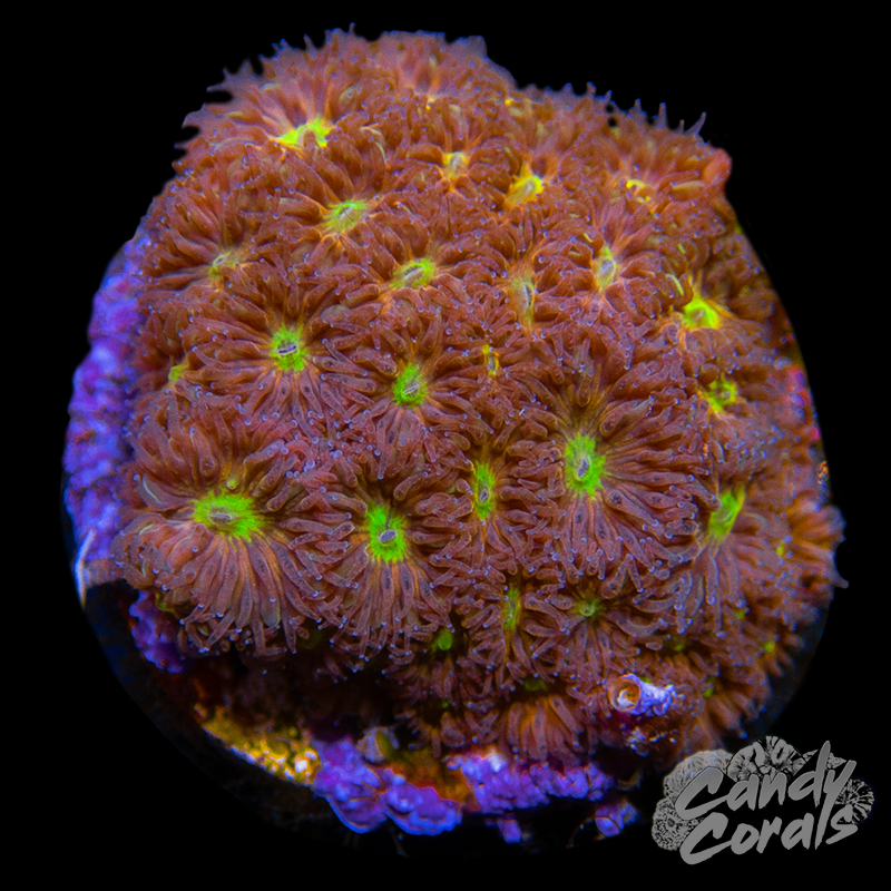 JF Spitfire Leptastrea Frag B34