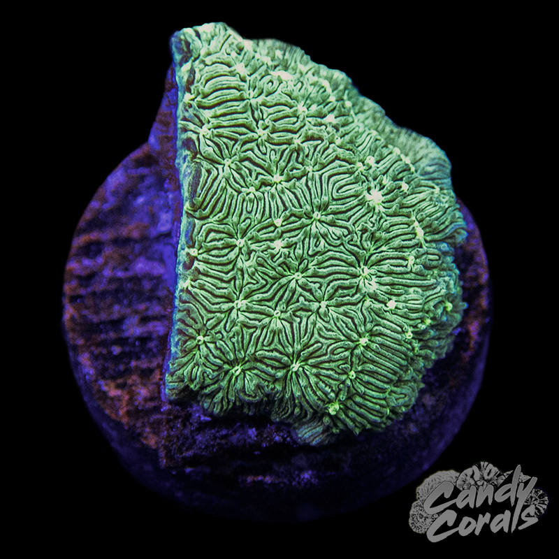 Green Lepto Frag B35