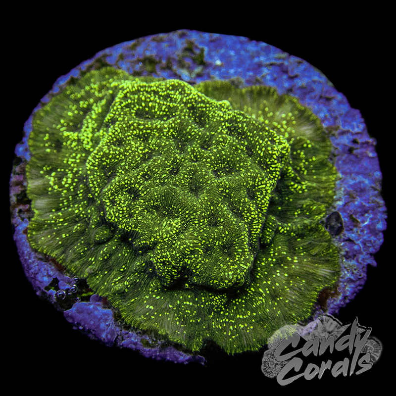 TSA Northern Lights Lepto Frag B39