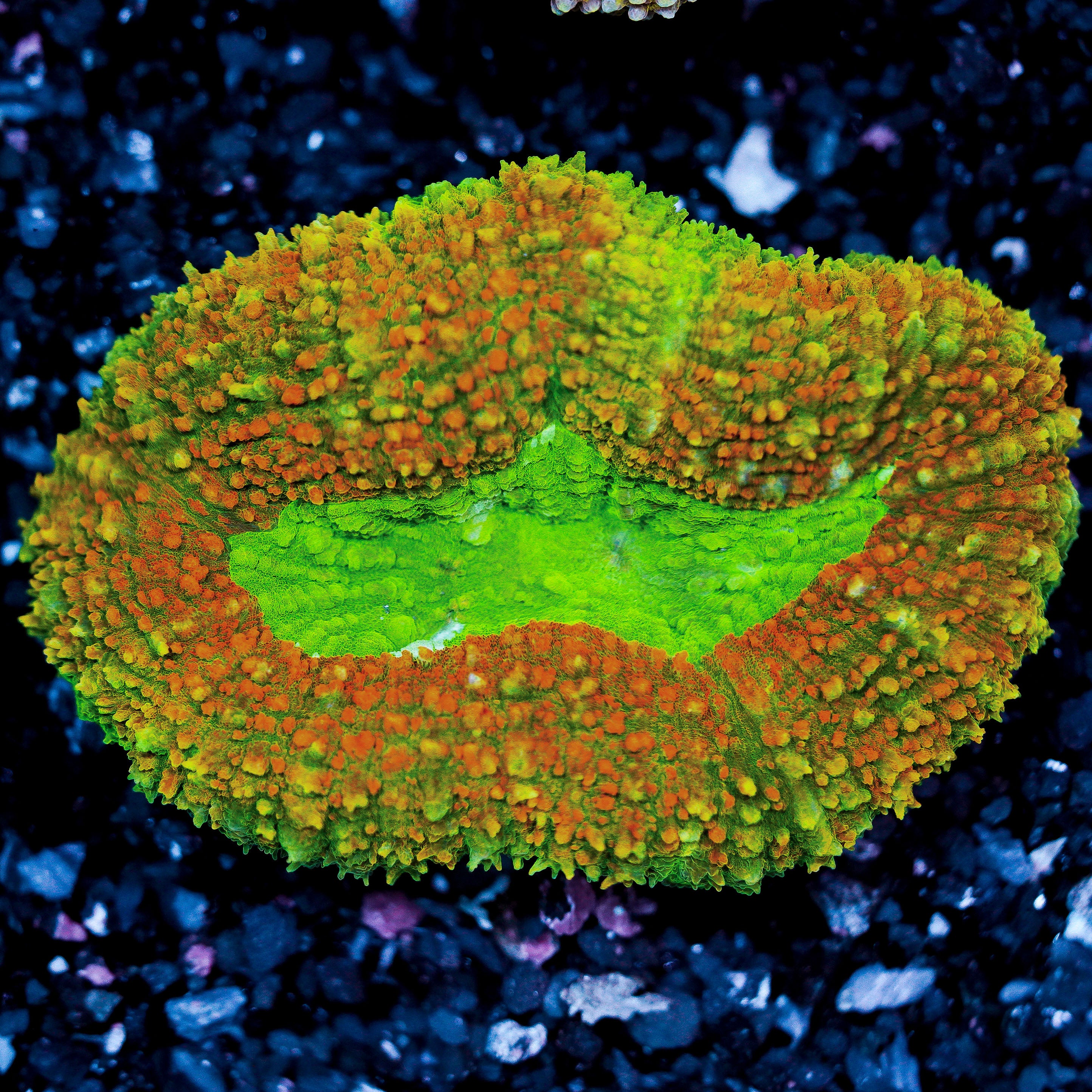 Symphyllia/Lobophyllia Colony WYSIWYG 33