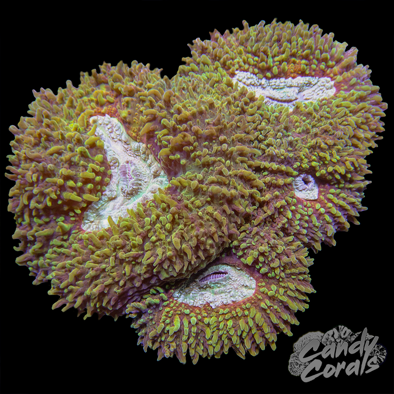 Rainbow Lobophyllia WYSIWYG 69