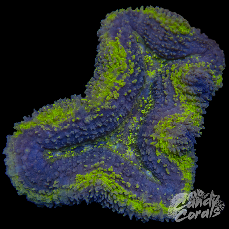 Yellow and Purple Lobophyllia WYSIWYG 1