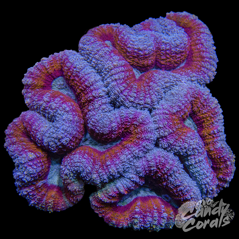Rainbow Lobophyllia WYSIWYG 80
