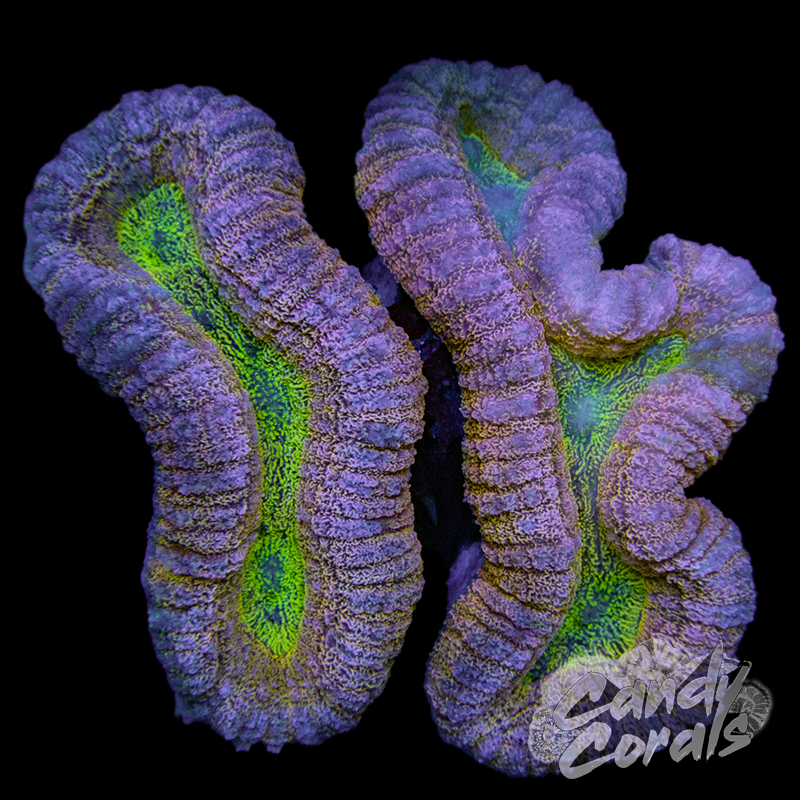 Ultra Rainbow Lobophyllia WYSIWYG