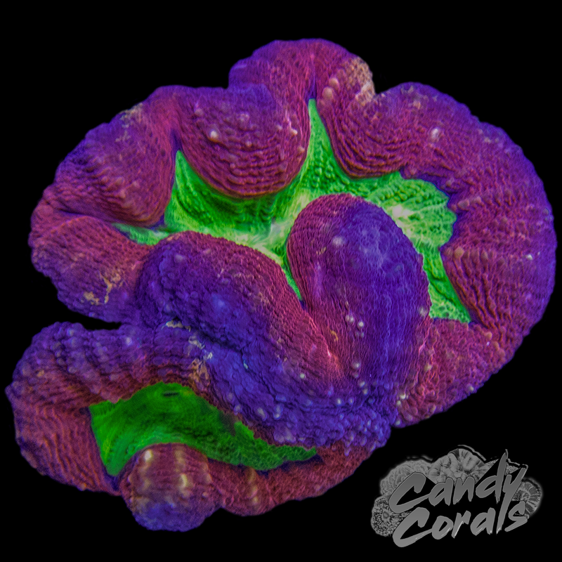 Rainbow Lobophyllia WYSIWYG 8