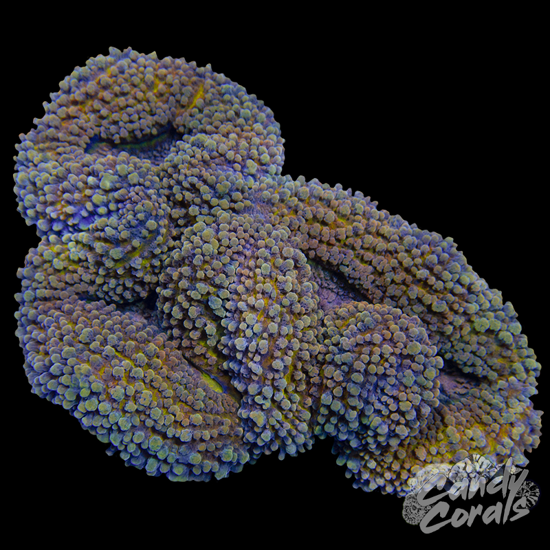 Gold Lobophyllia WYSIWYG 93