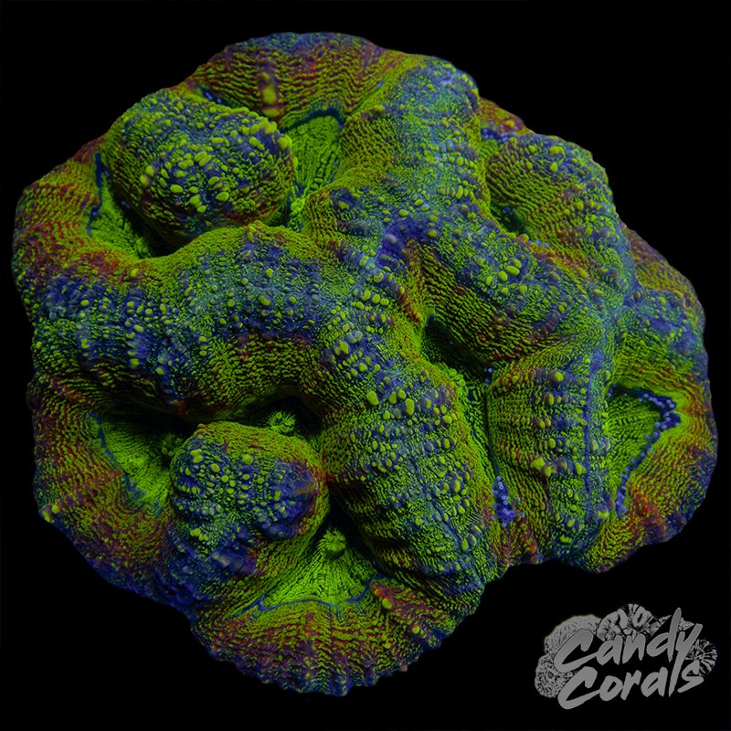 Rainbow Lobophyllia WYSIWYG 4