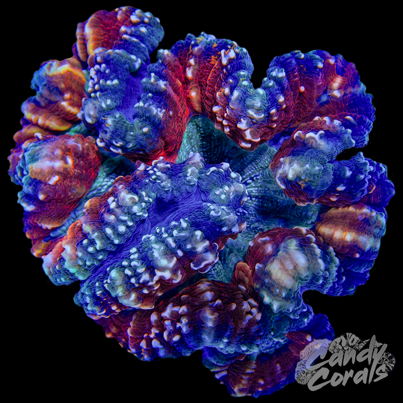 Rainbow Lobophyllia WYSIWYG 93