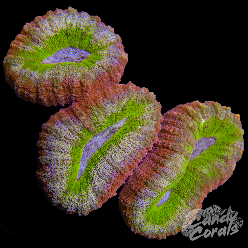 Rainbow Lobophyllia WYSIWYG 19