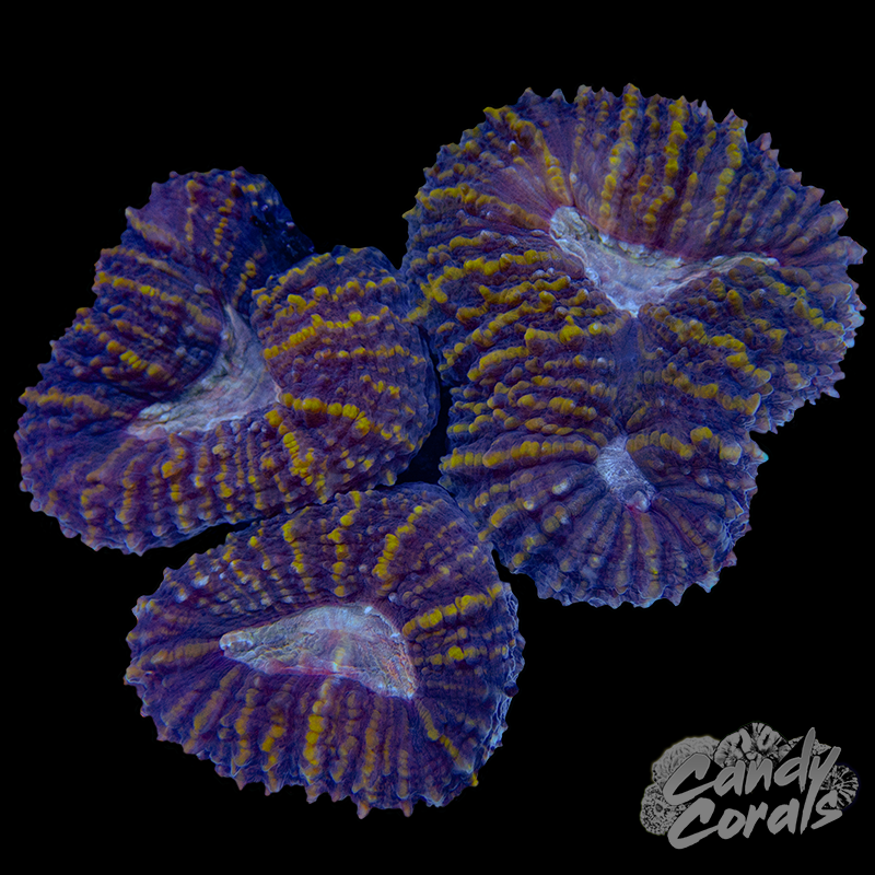 Rainbow Lobophyllia WYSIWYG 69