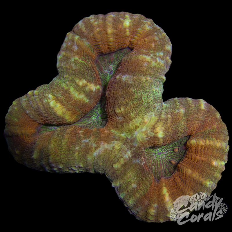 Rainbow Lobophyllia WYSIWYG 89