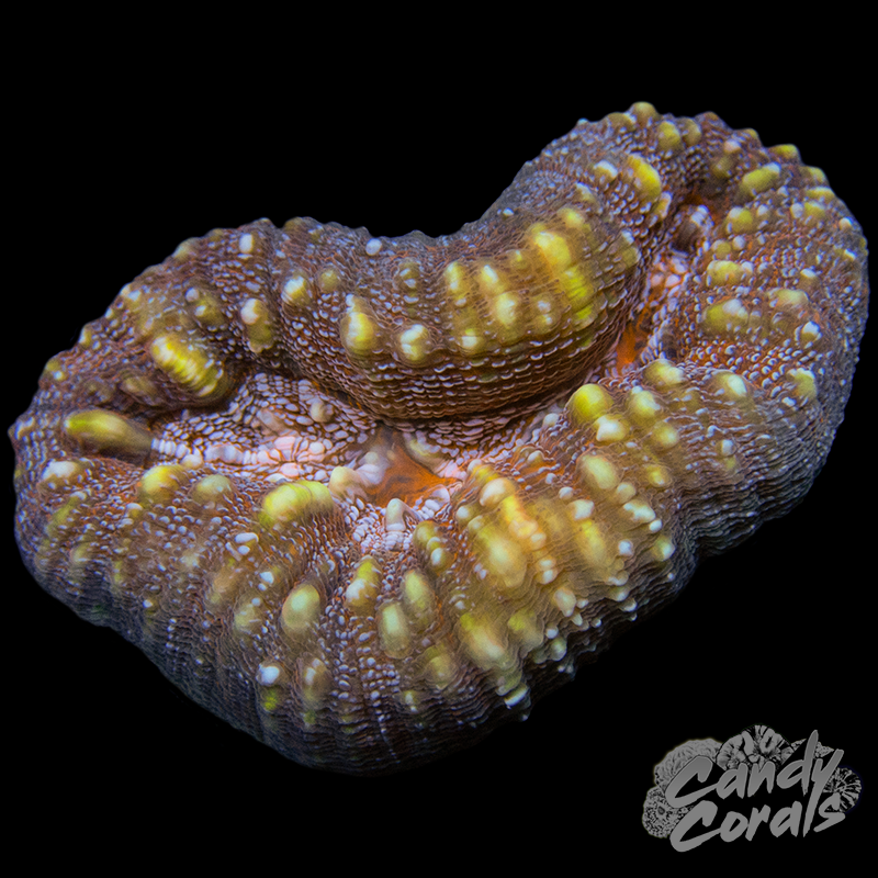 Rainbow Lobophyllia WYSIWYG 38