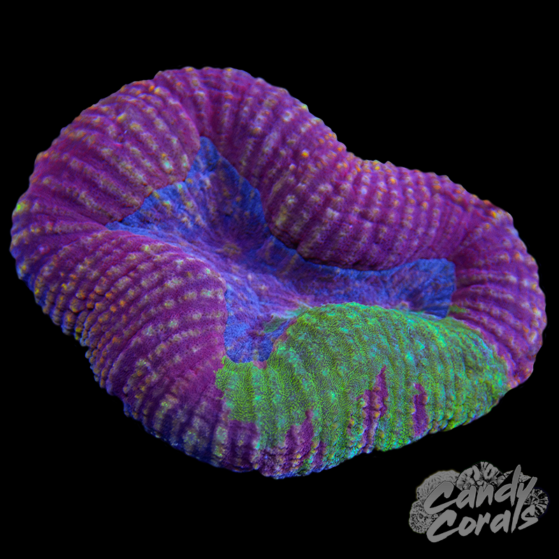 Lobophyllia WYSIWYG 99