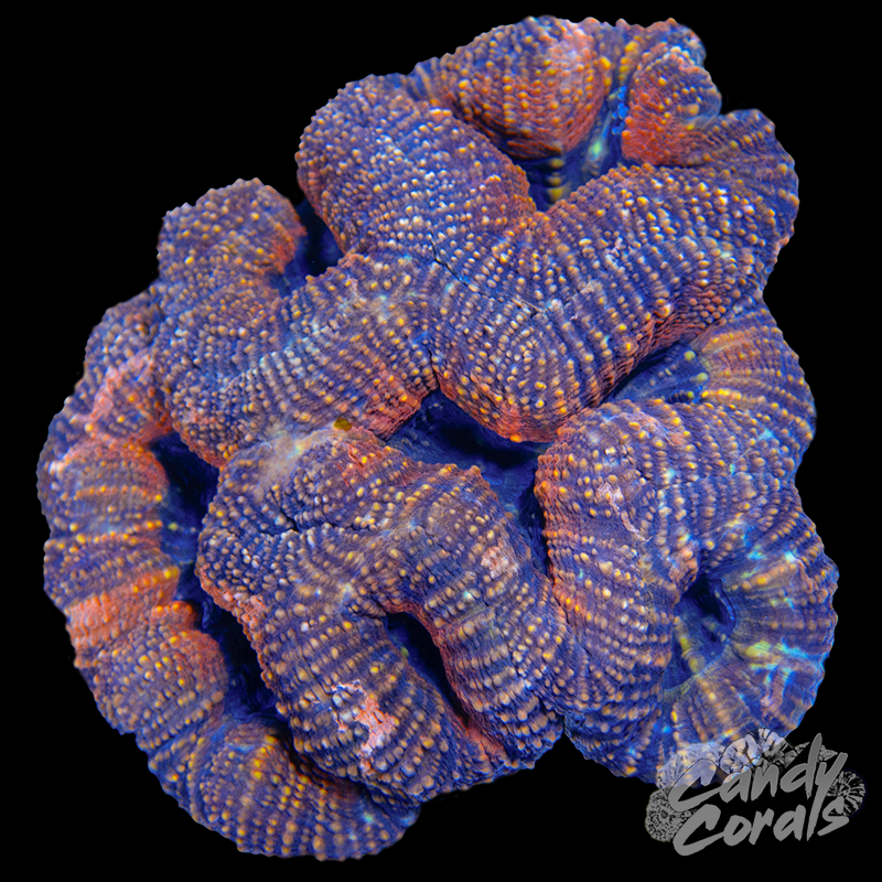 Ultra Lobophyllia WYSIWYG 57