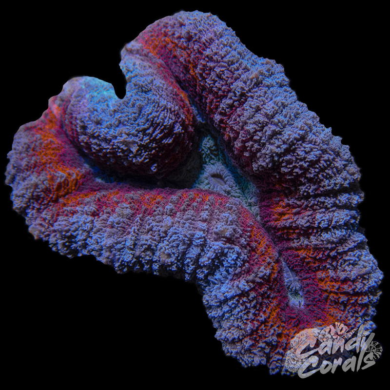 Rainbow Lobophyllia WYSIWYG 87