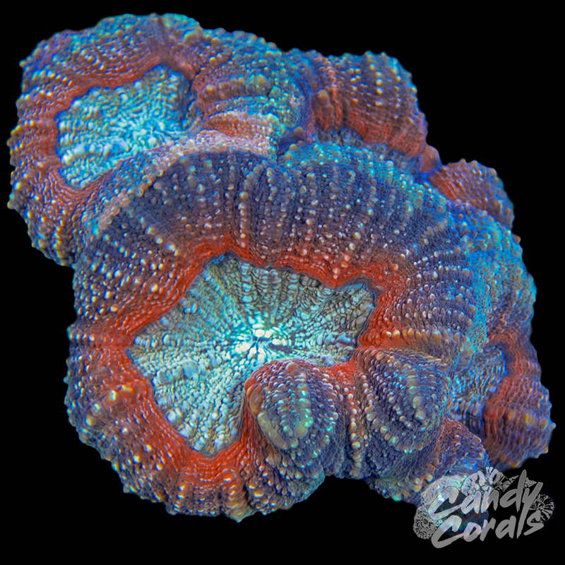 Rainbow Lobophyllia WYSIWYG 85