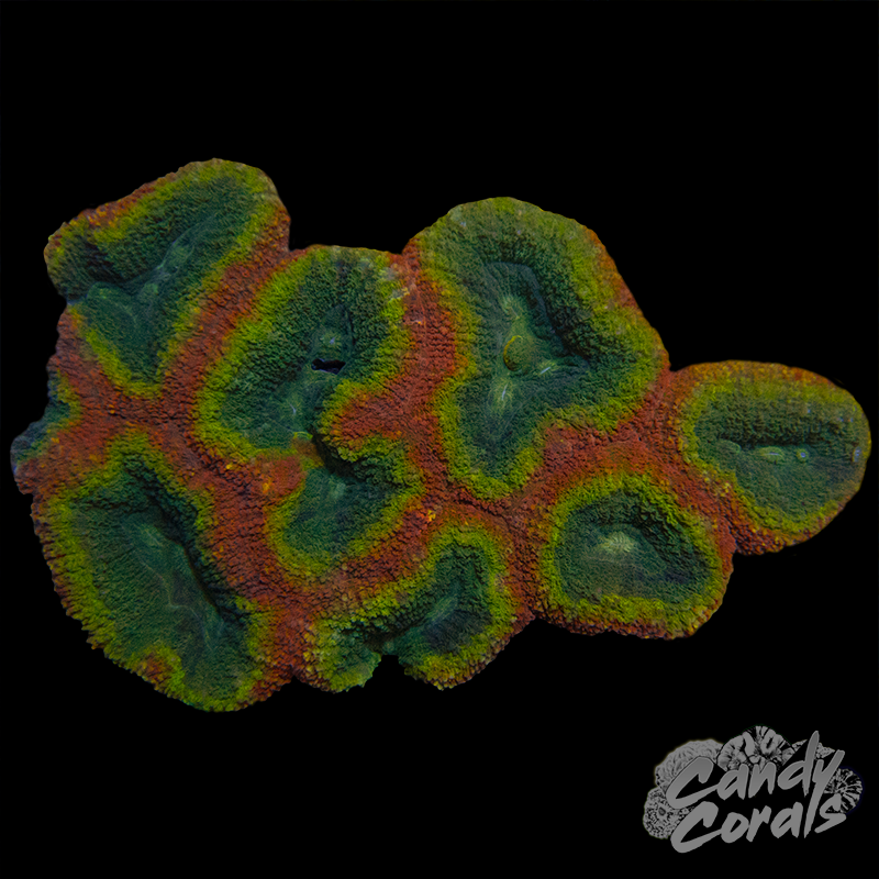 Rainbow Lobophyllia WYSIWYG 23