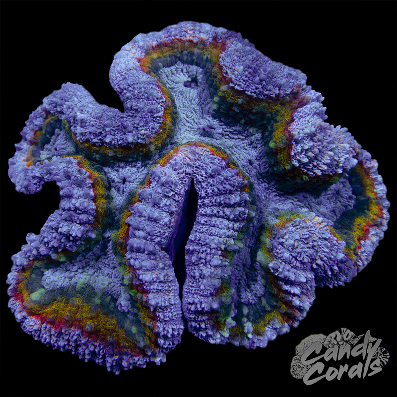 Rainbow Lobophyllia WYSIWYG 14