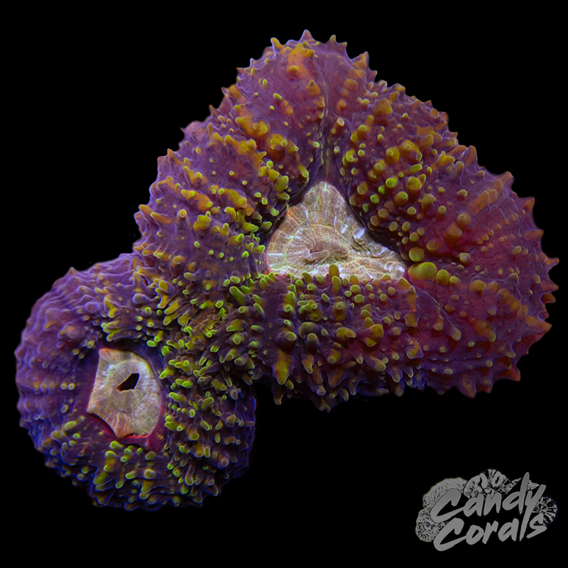 Rainbow Lobophyllia WYSIWYG 67
