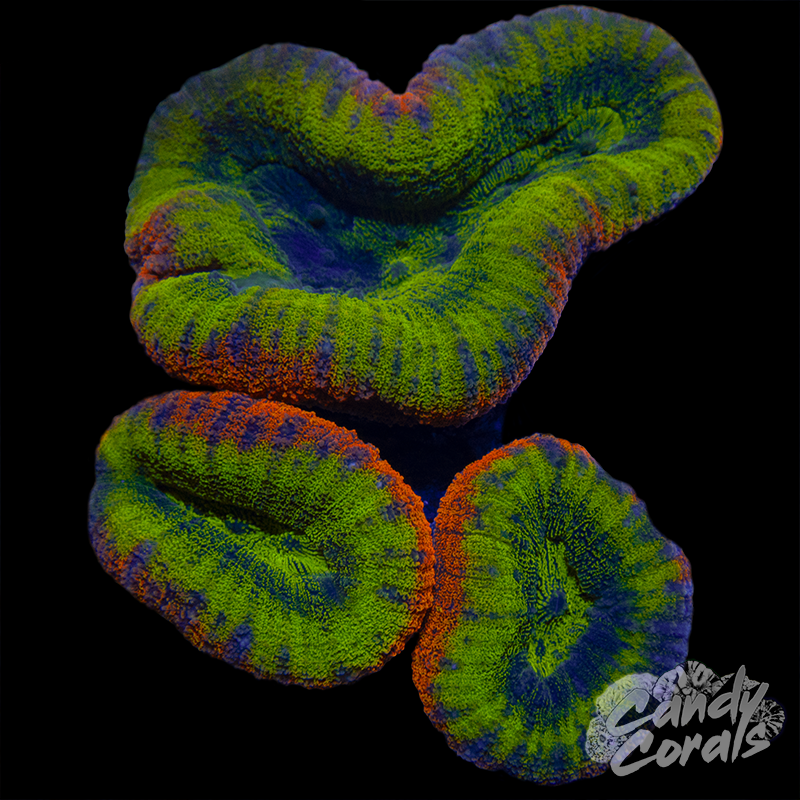 Rainbow Lobophyllia WYSIWYG 26