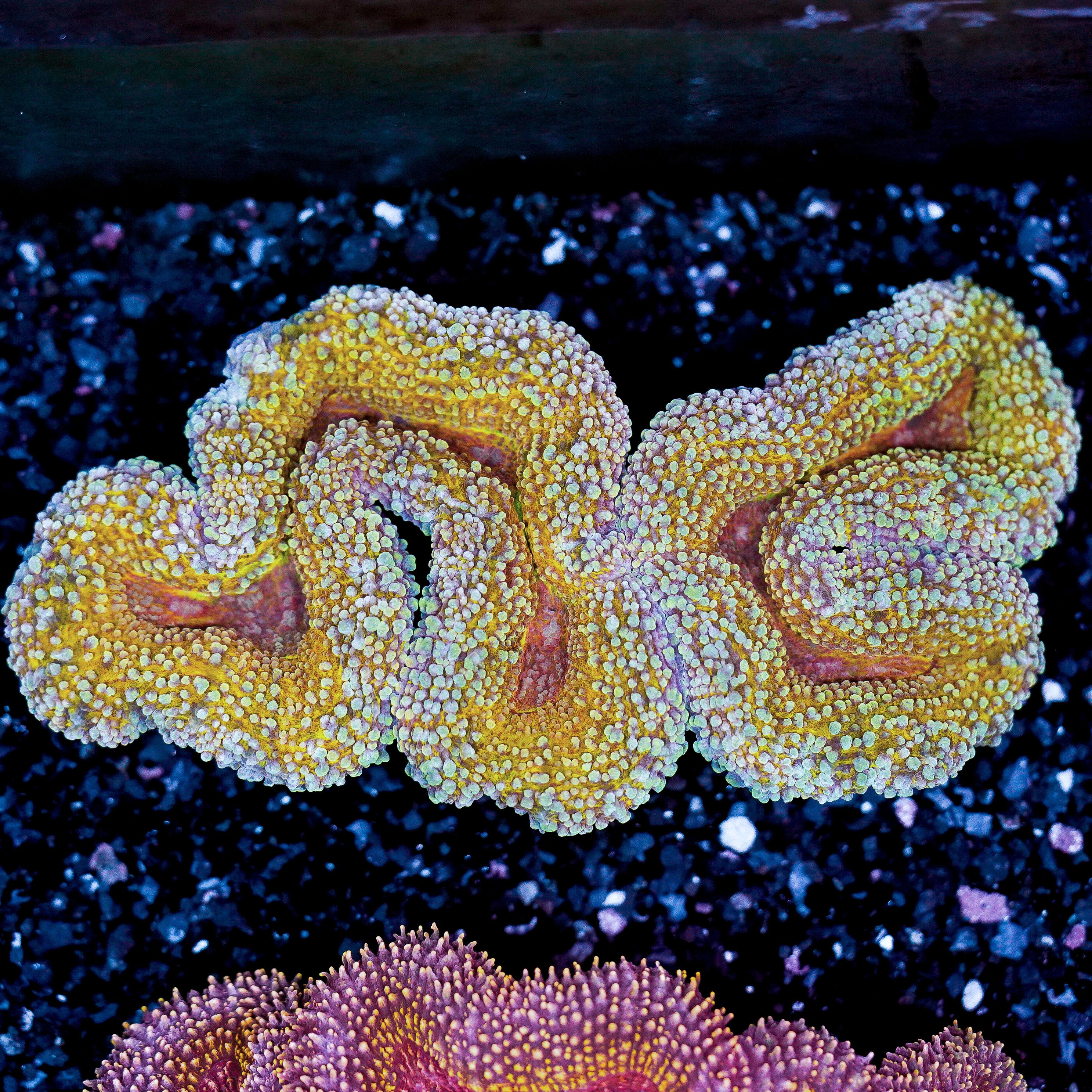 Gold Lobophyllia WYSIWYG 91