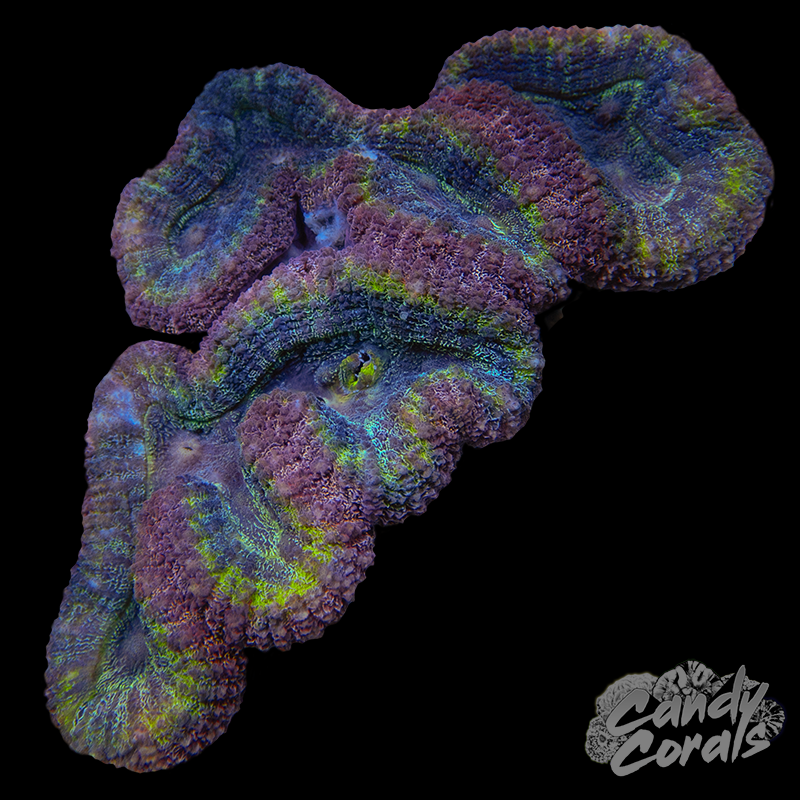 Rainbow Lobophyllia WYSIWYG 42