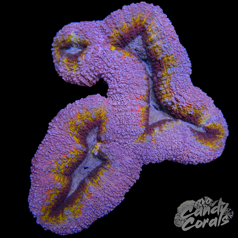 Rainbow Lobophyllia WYSIWYG 71