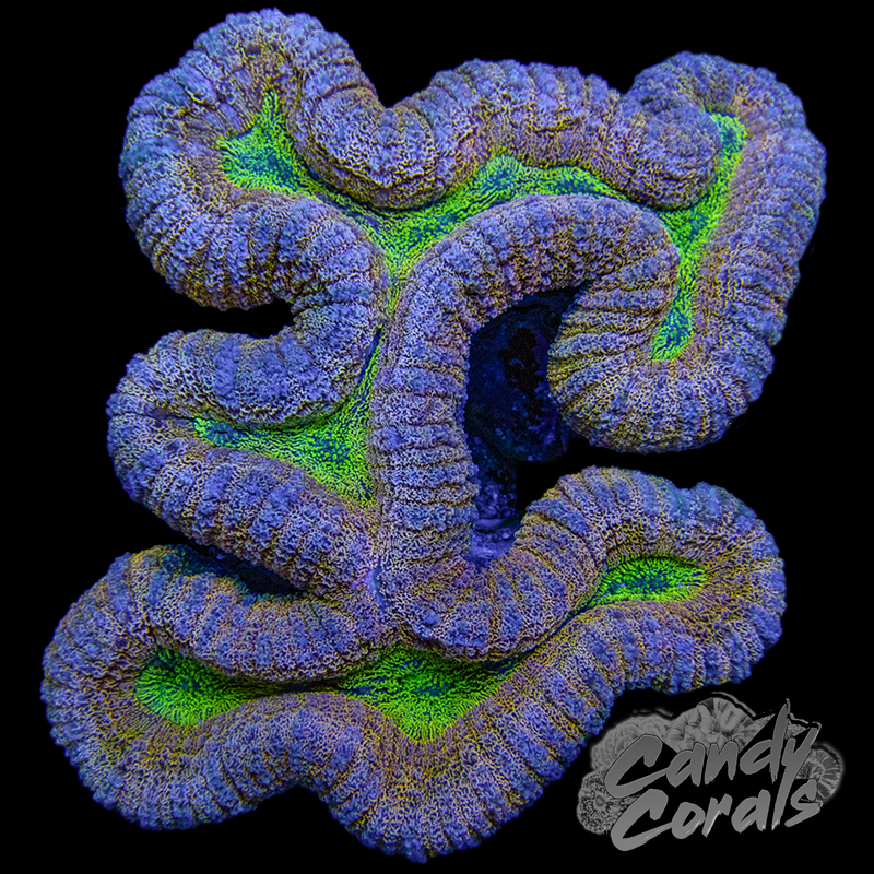 Ultra Rainbow Lobophyllia WYSIWYG 2