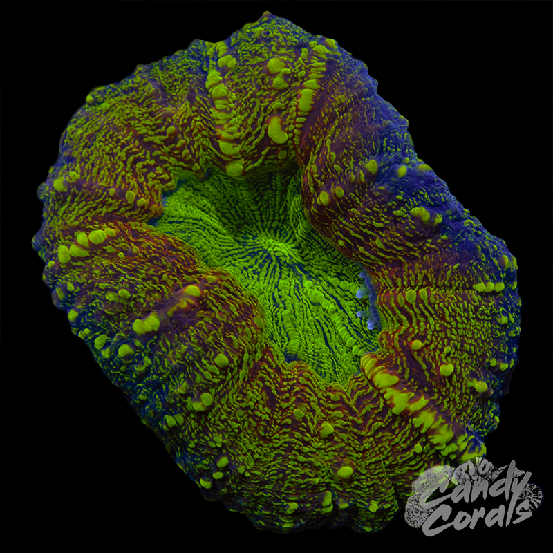 Single Head Lobophyllia WYSIWYG 5