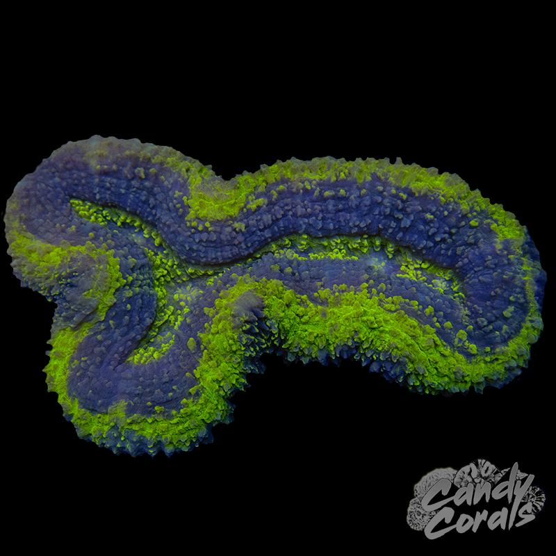 Yellow and Purple Lobophyllia WYSIWYG 2