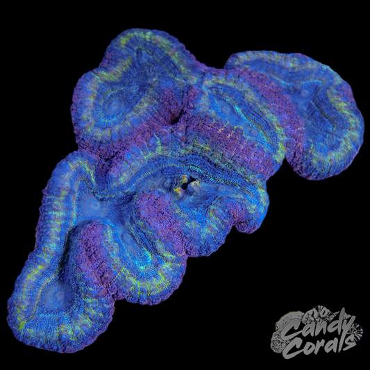 Rainbow Lobophyllia WYSIWYG 58