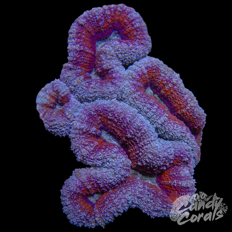 Rainbow Lobophyllia WYSIWYG 63