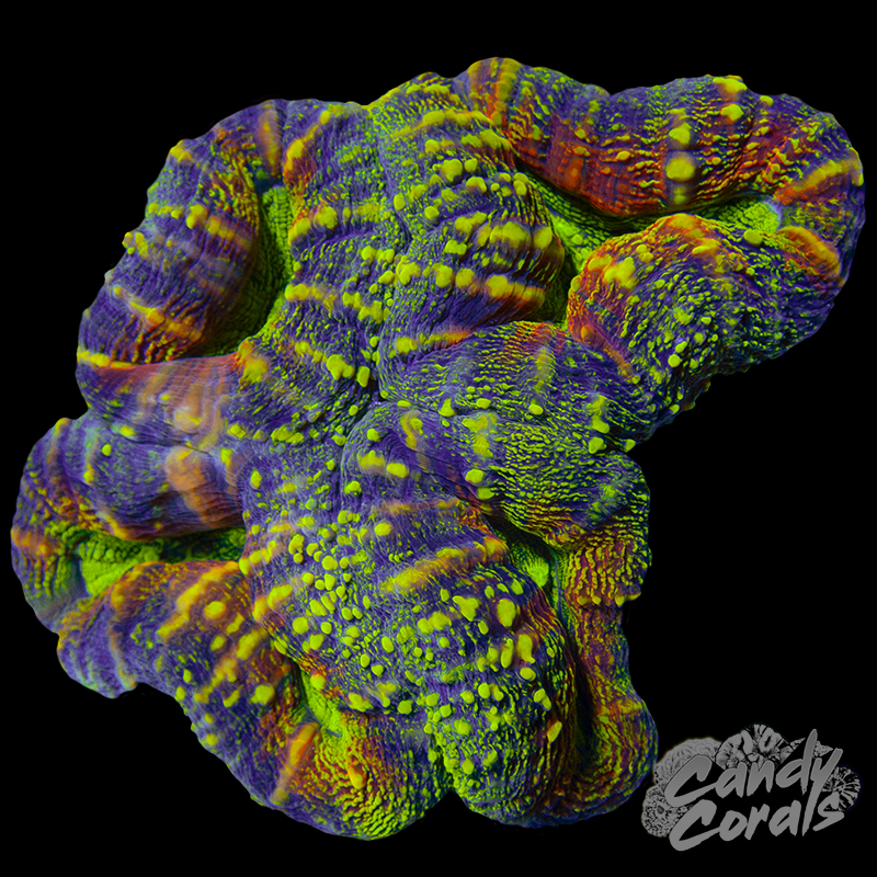 Rainbow Lobophyllia WYSIWYG 42