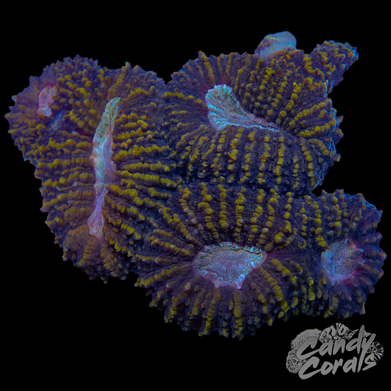 Rainbow Lobophyllia WYSIWYG 70