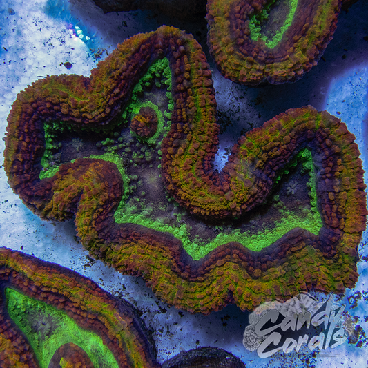 Ultra Rainbow Symphyllia Colony