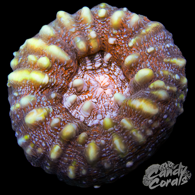 Rainbow Lobophyllia WYSIWYG 39