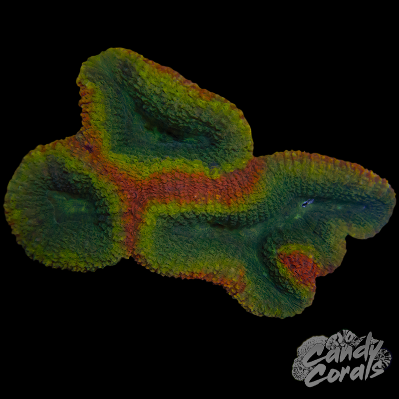 Rainbow Lobophyllia WYSIWYG 27