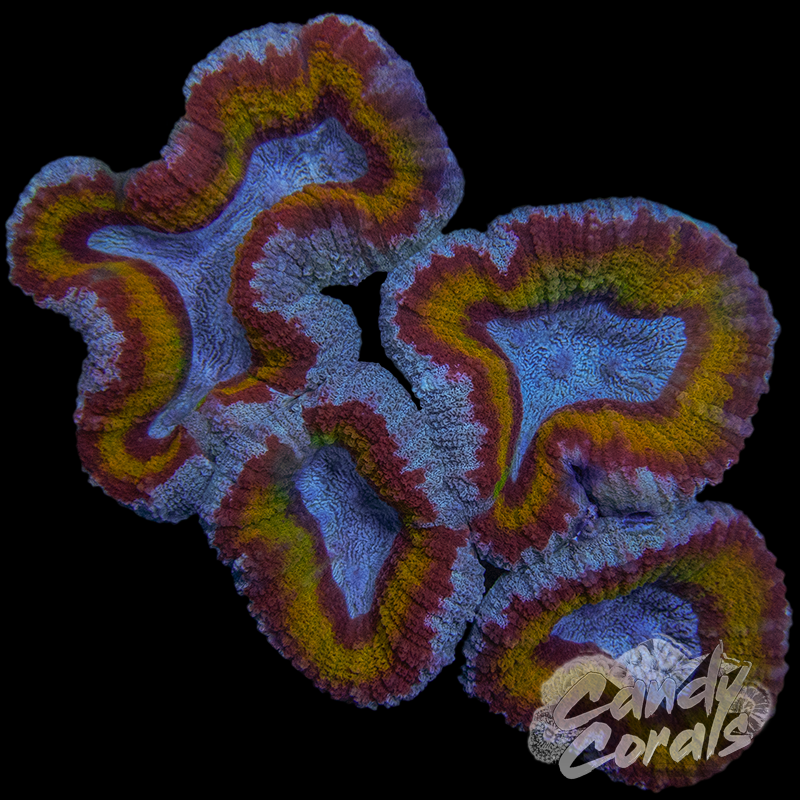 Light Blue Rainbow Lobophyllia WYSIWYG 2