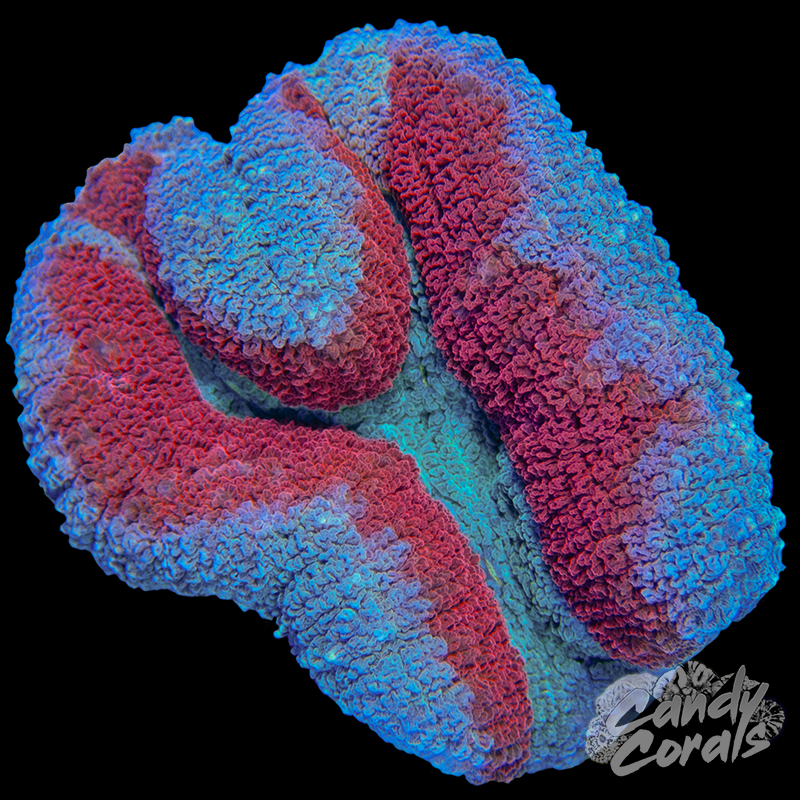 Rainbow Lobophyllia WYSIWYG 86