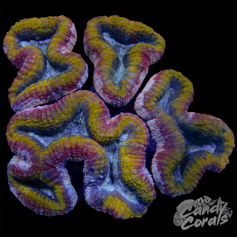 Rainbow Lobophyllia WYSIWYG 13
