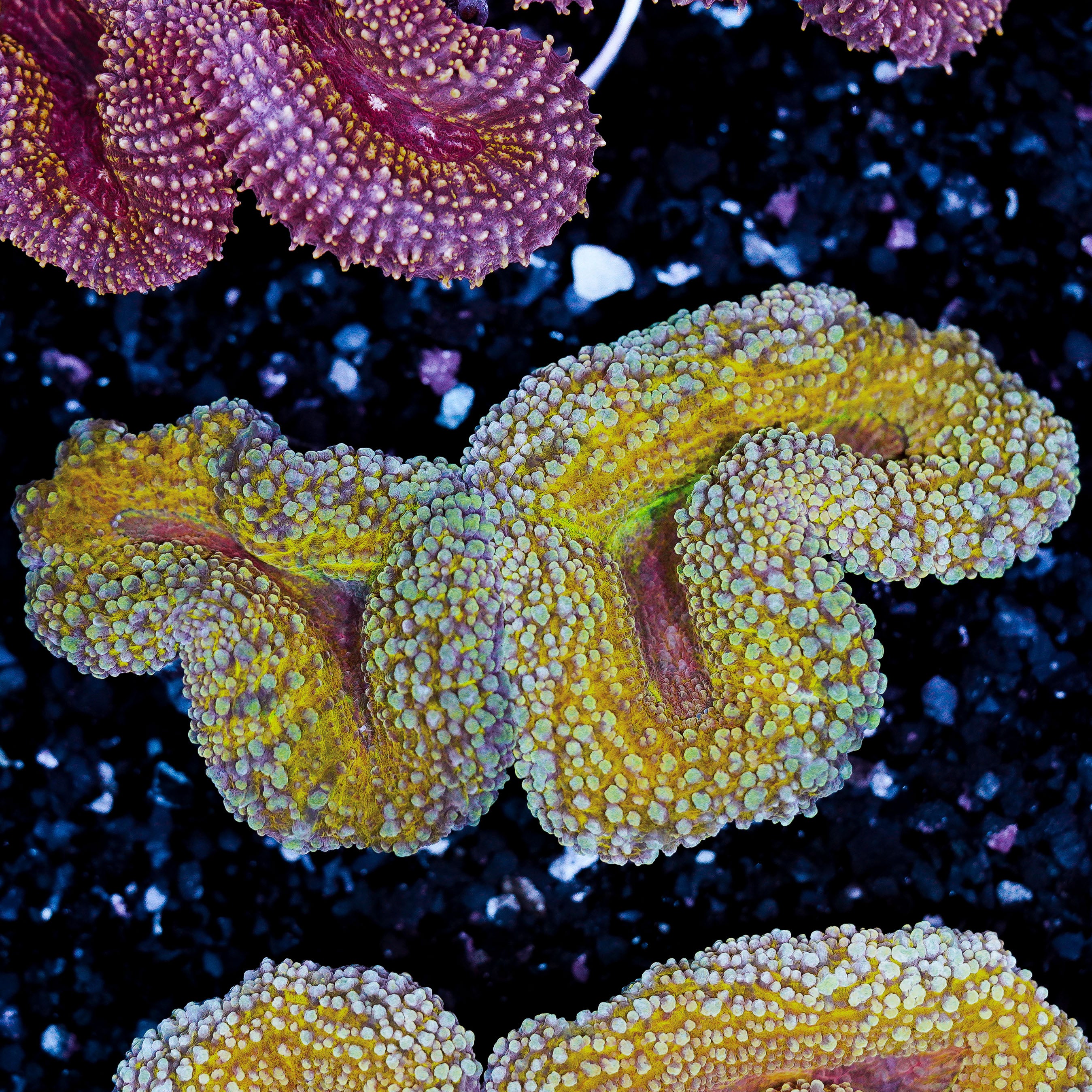 Gold Lobophyllia WYSIWYG 92