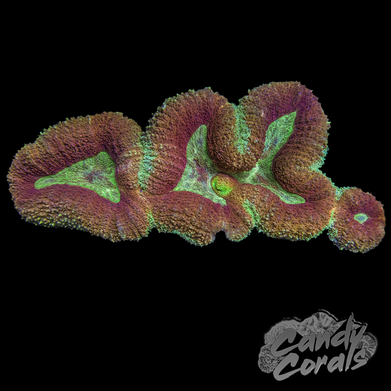 Rainbow Lobophyllia WYSIWYG 5