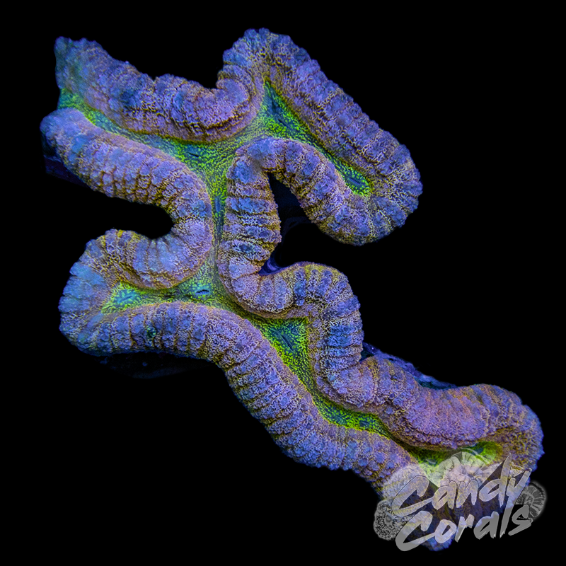 Ultra Rainbow Lobophyllia WYSIWYG 3