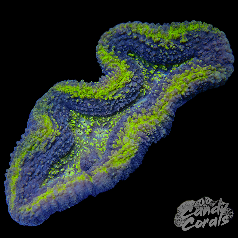 Yellow and Purple Lobophyllia WYSIWYG 3